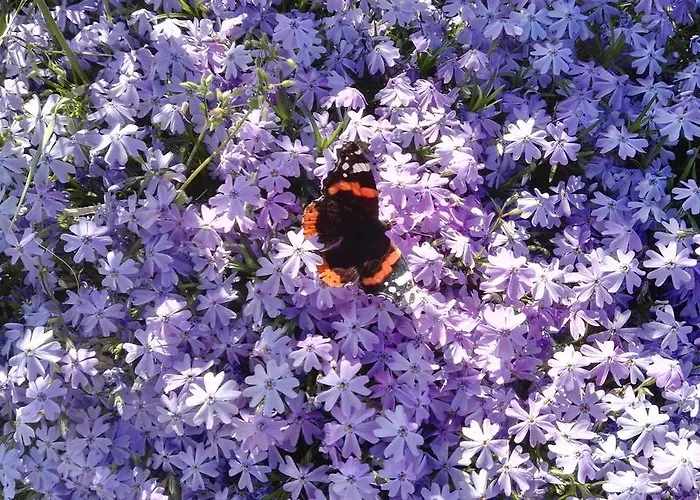 Sole Mio Bed and Breakfast 3*